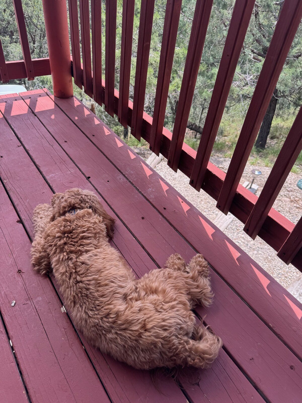 Harold lying on the red porch after a day out